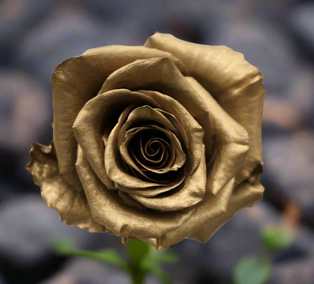 NEW! Gold Mine Rose Best Roses #1 Roses Best Gift - Roses del fuego