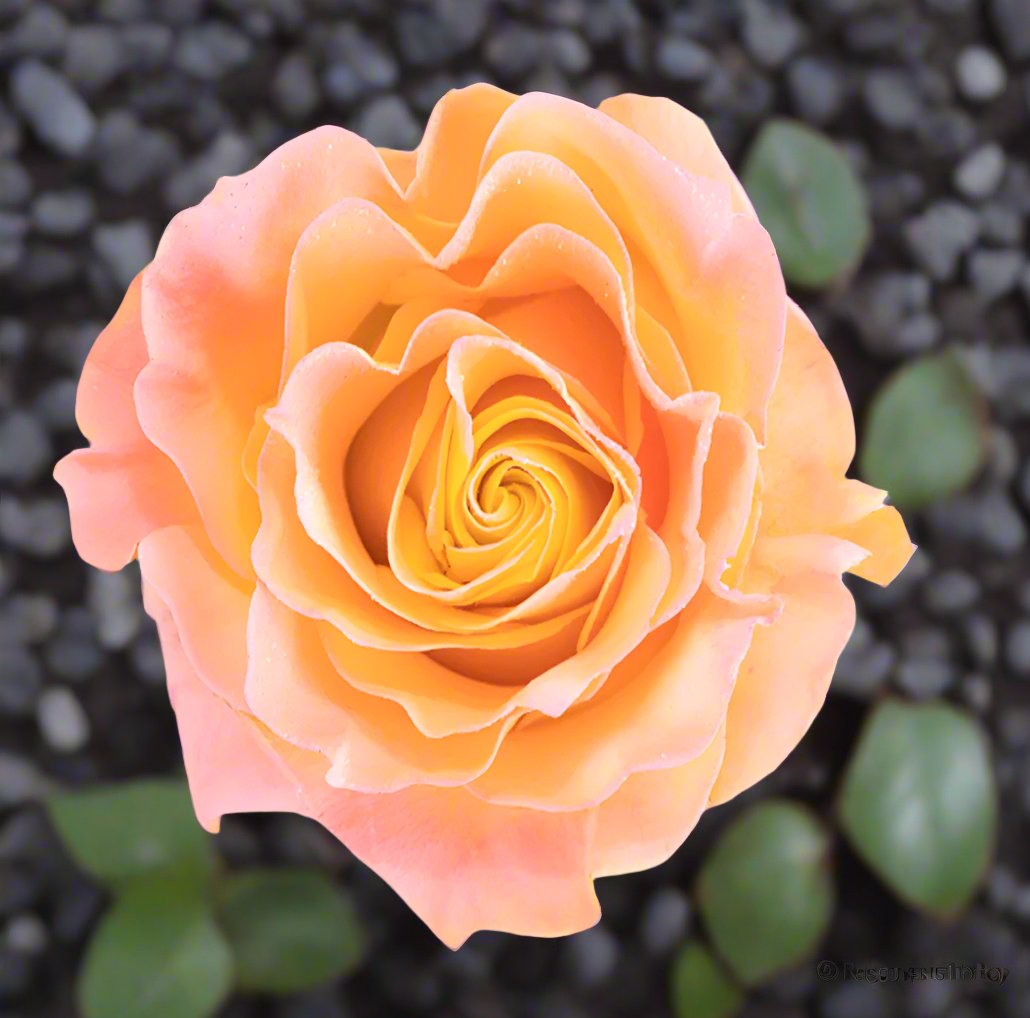 NEW! Magic Dust Rose Best Roses #1 Roses Best Gift - Roses del fuego