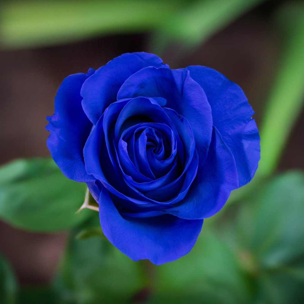 Blue Astral Roses Best Roses #1 Roses Best Gift - Roses del fuego