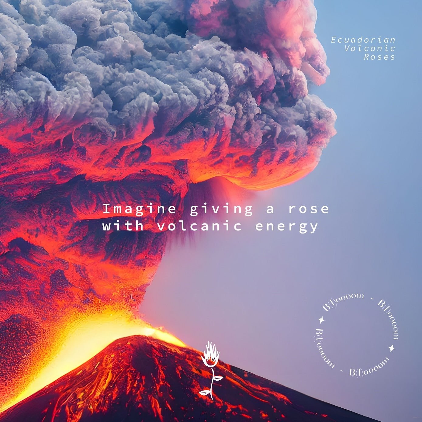 Beneath the Bloom: How Volcanic Ash Nurtures Our Luxurious Roses ...