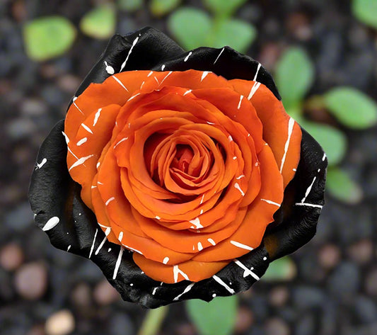 Orange & Black Tinted Roses - Roses del fuego