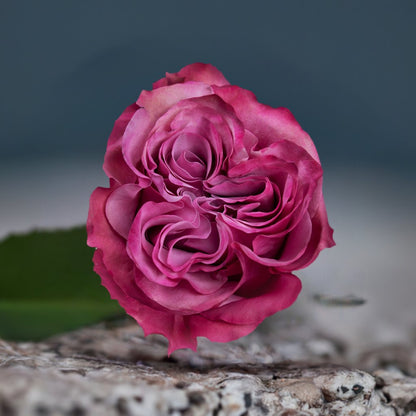 Pink Fuego Roses Bud - Flowers to gift by Roses del fuego