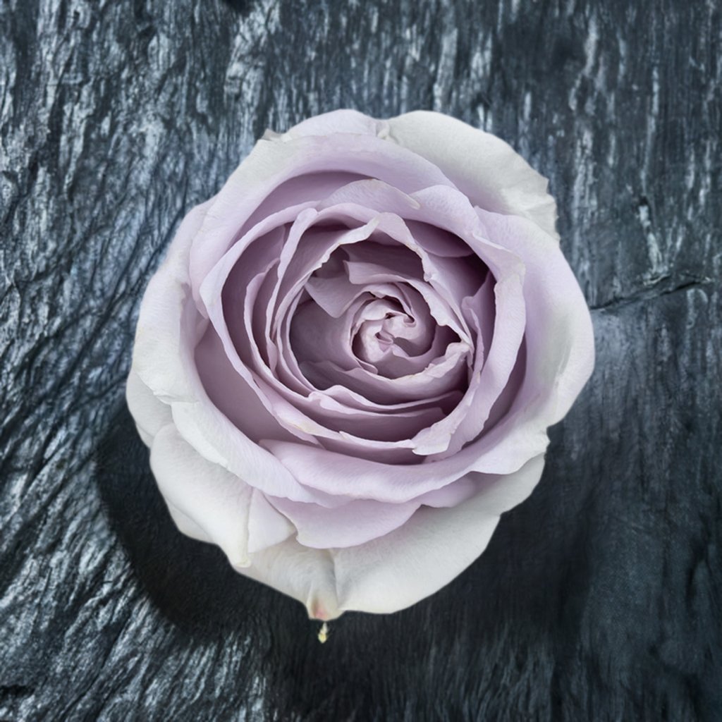 Pink Silencio Roses Best Roses #1 Roses Best Gift - Roses del fuego