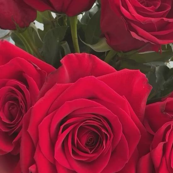 Red Candela Roses Video - Flowers to gift by Roses del fuego