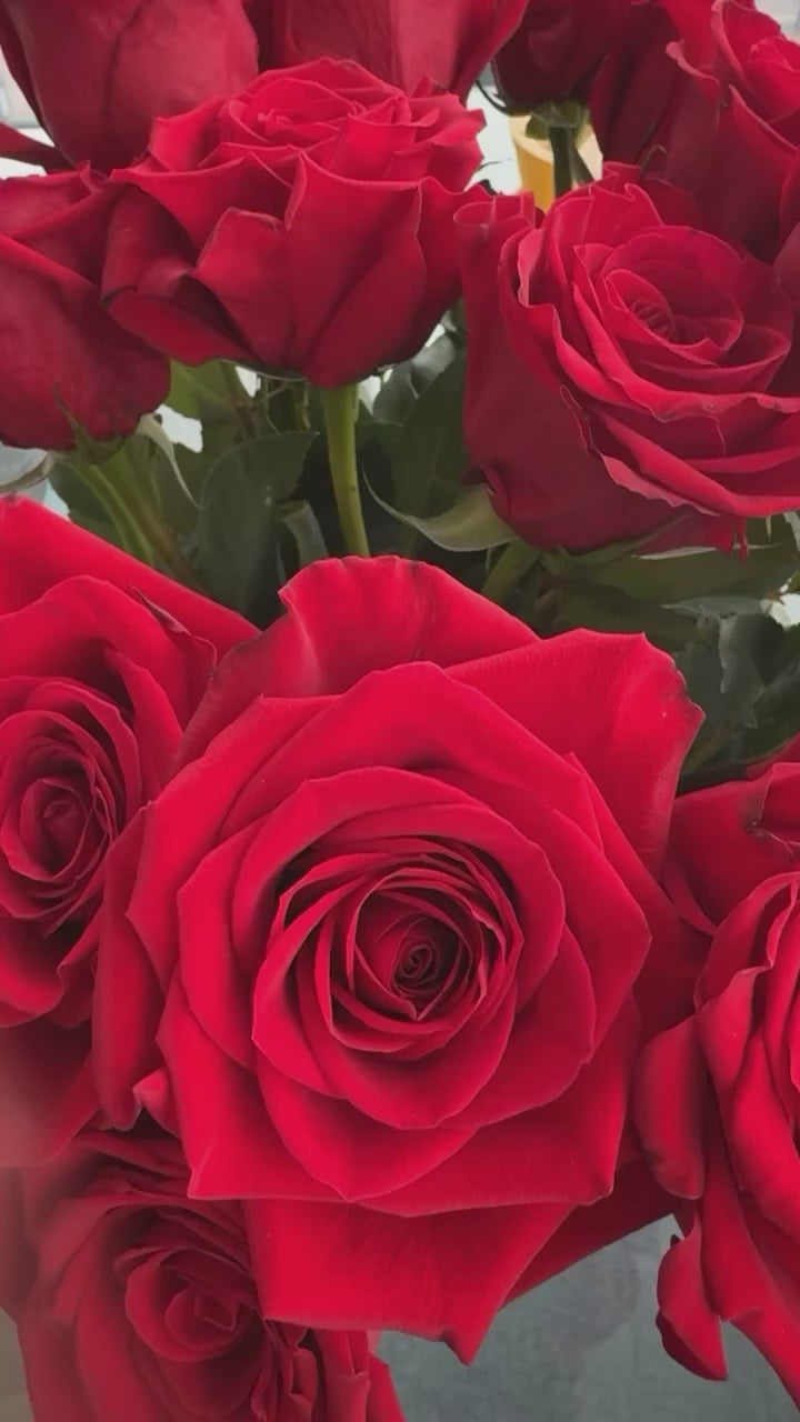 Red Candela Roses Video - Flowers to gift by Roses del fuego