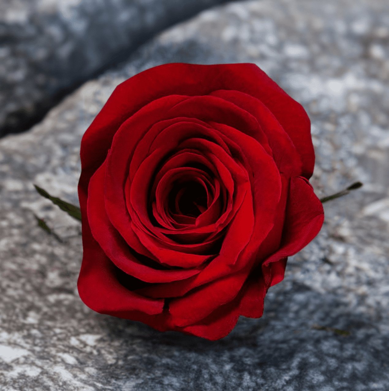 Red Candela Roses – Roses del fuego