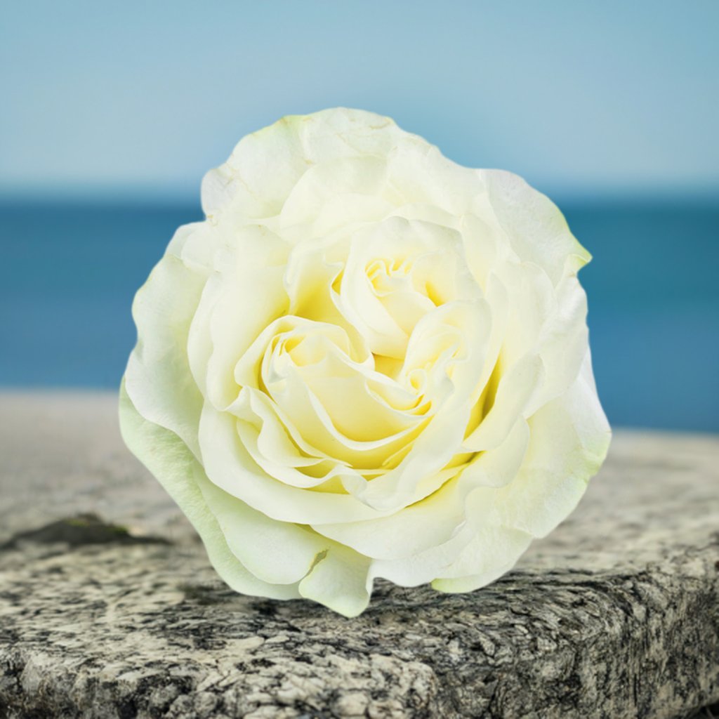 White Candid Roses - Flowers to gift by Roses del fuego