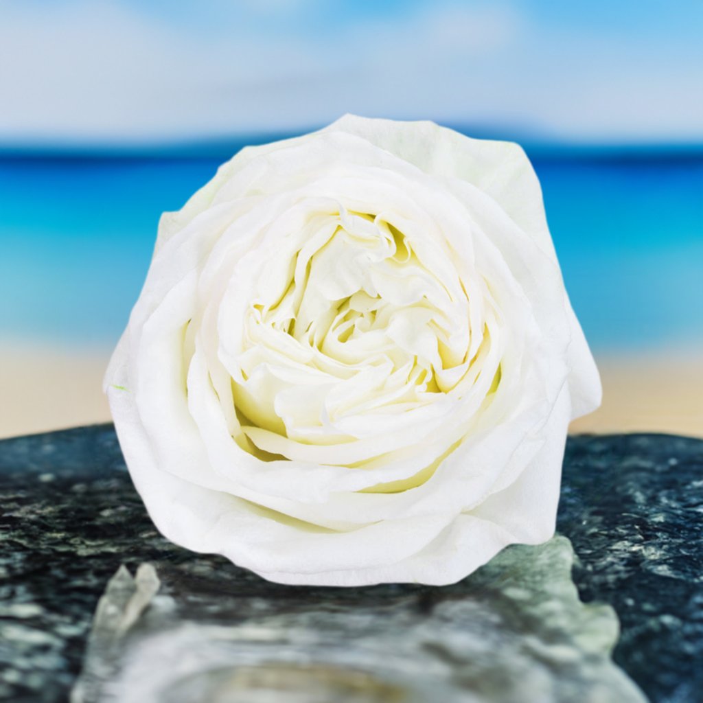 White Crystal Roses Bud - Flowers to gift by Roses del fuego