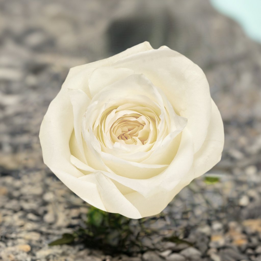 White Whisper Roses - Flowers to gift by Roses del fuego