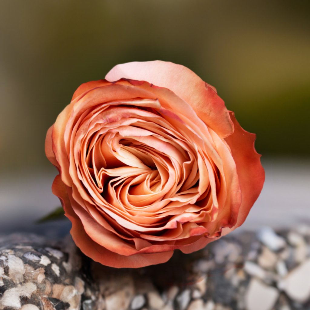 Peach Serenity - Roses del fuego