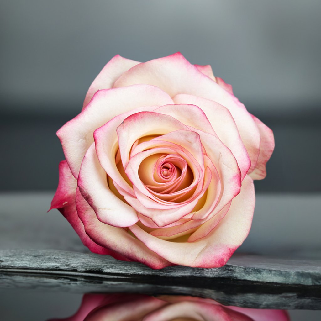 Pink Angelic Roses Bud - Flowers to gift by Roses del fuego