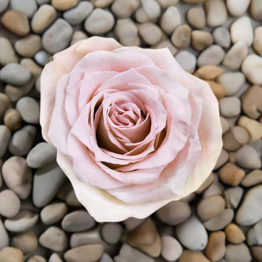 Pink Dream - Roses del fuego
