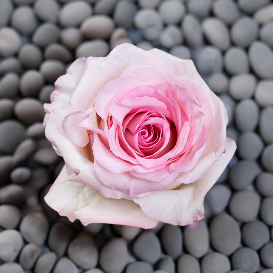 Elevate your Space: Luxe Volcanic Roses, All Elegant Colors and Blooms ...