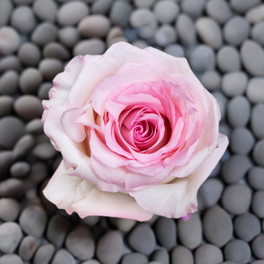 Pink Fairy Roses Best Roses #1 Roses Best Gift - Roses del fuego