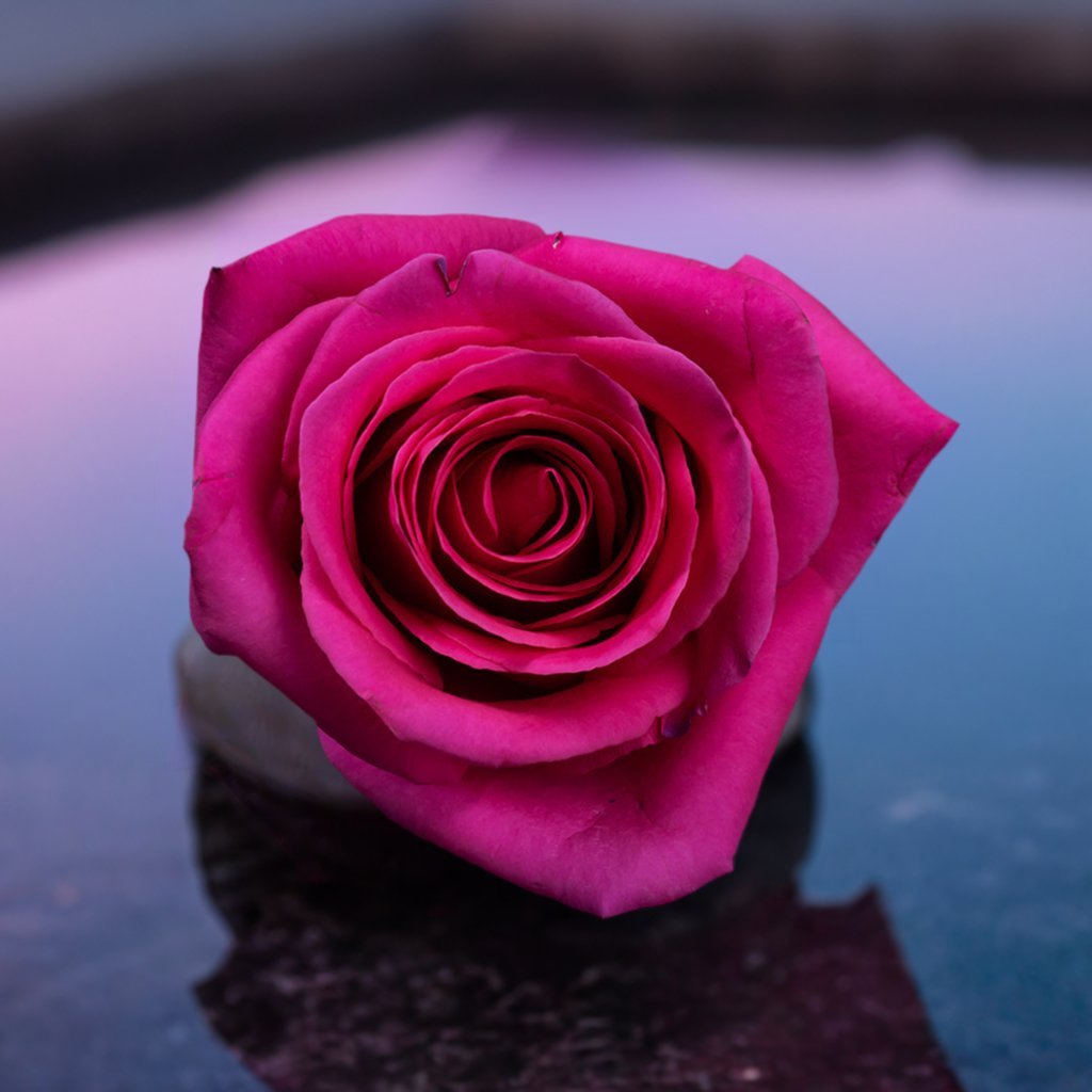 Pink Love Roses Best Roses #1 Roses Best Gift - Roses del fuego