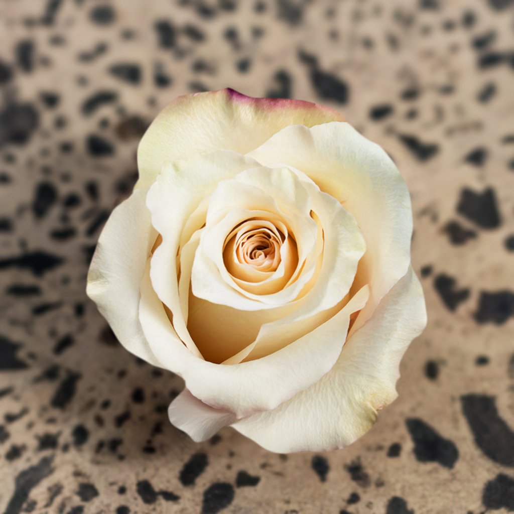 Sand Color Roses Sand Melody Roses – Roses del fuego